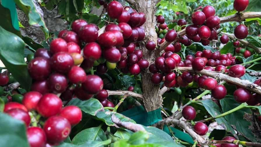 Read more about the article Exploring Alternative Crops for Sustainable Farming Practices Today