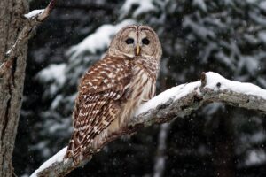 Read more about the article Maine Audubon Celebrates Restrictions on Rodenticides in Maine