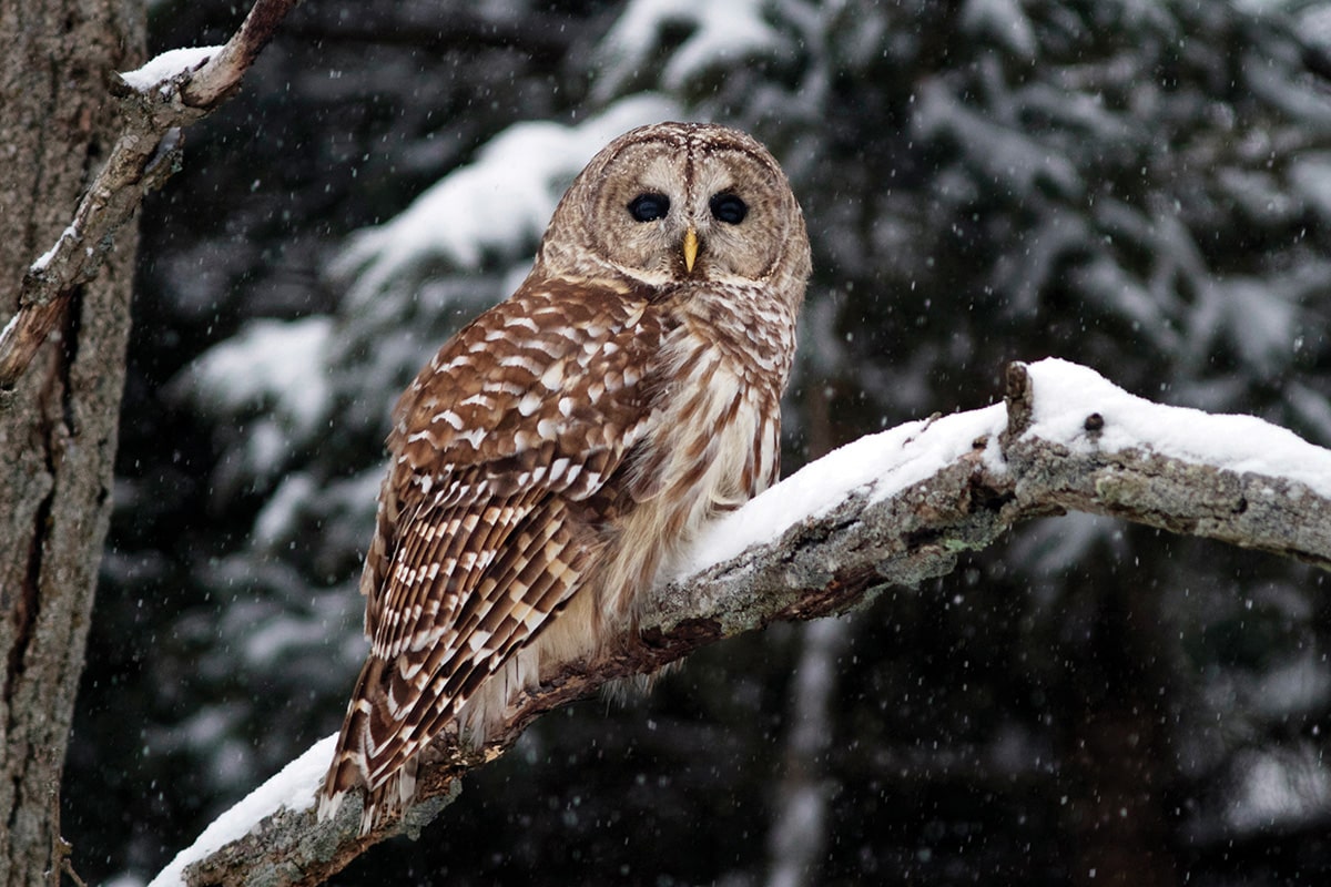 Breaking News: Maine Audubon Celebrates Rodenticide Restrictions - Maine Audubon