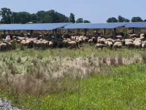 Read more about the article Michigan Farm Pioneers Innovative Agrivoltaics for Sustainable Harvests
