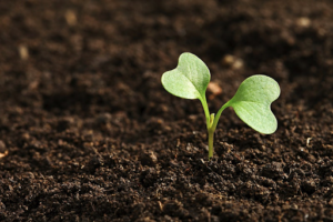 Read more about the article New Soil Science Ideas Expand Understanding of Earth and Space Resources